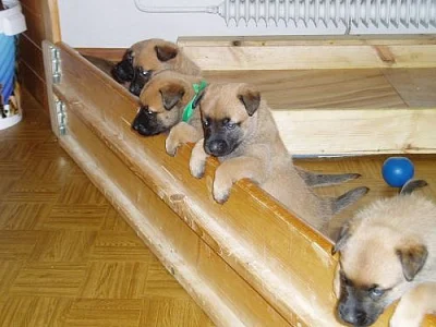 Belgický ovčák malinois - štěňátka s PP