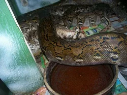 Python reticulatus superdwarf