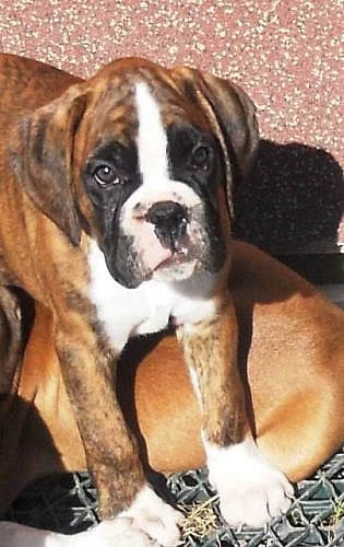 Německý boxer štěňata s pp