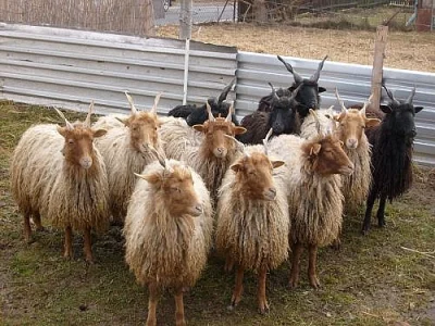 Hortobagy ovce Racka na prodej či k pronájmu