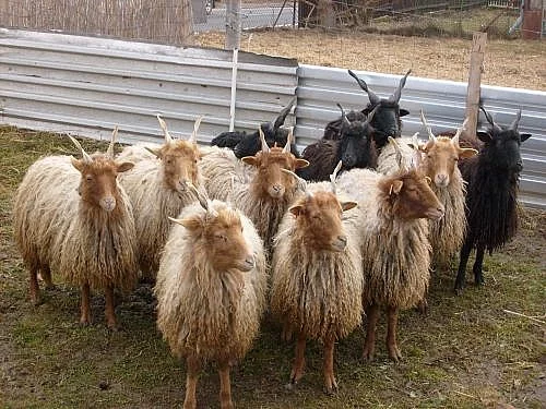 Hortobagy ovce Racka na prodej či k pronájmu