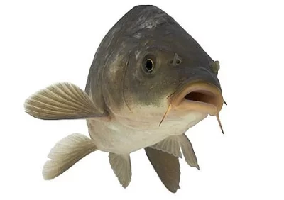 Prodám násadu kapra K1, K2