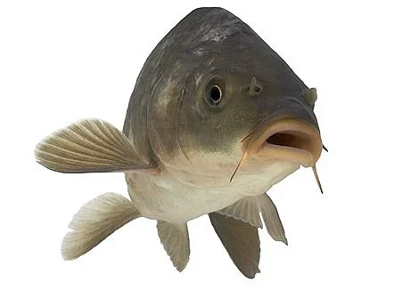 Prodám násadu kapra K1, K2