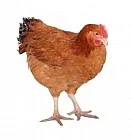KALIMERO