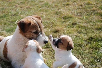 Jack Russell Teriér s PP ( JRT )