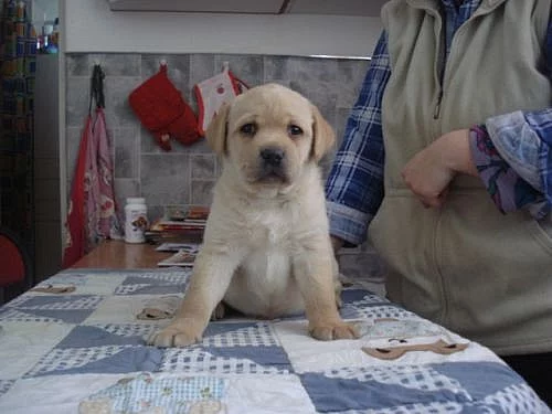 Labradorský retriever s PP