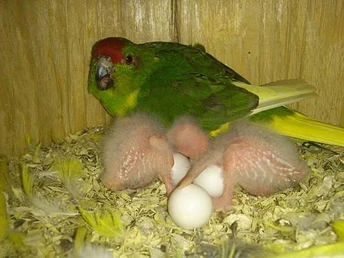 Ručně dokrmené kakariki červenočelé