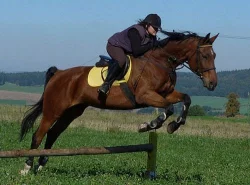 LEVNĚ (Spěchá) 100%-ní učitel, valach ČT