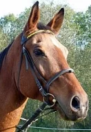 LEVNĚ (Spěchá) 100%-ní učitel, valach ČT