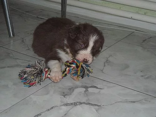 Border collie