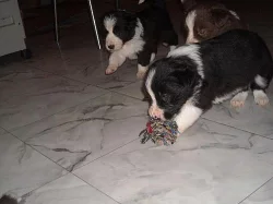 Border collie