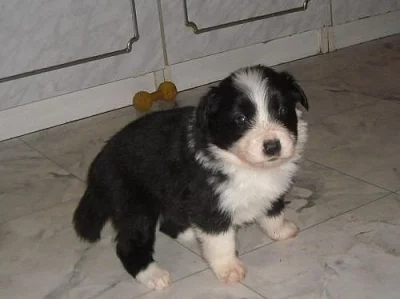 Border collie