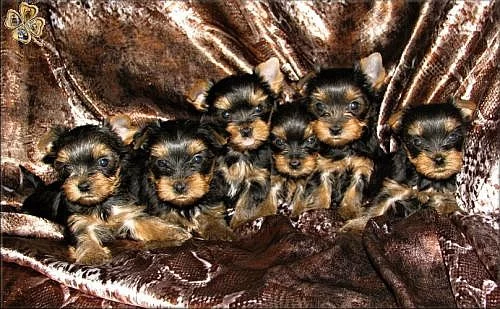 Yorkshire terrier s PP