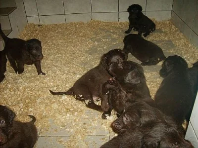 FLAT  COATED  RETRIEVER