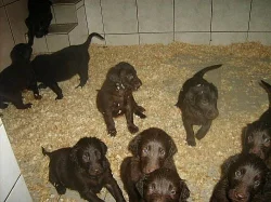 FLAT  COATED  RETRIEVER
