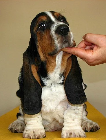 basset