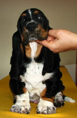 basset