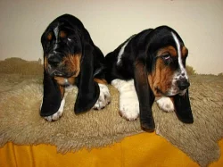 basset
