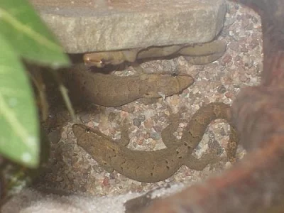 Lepidodactylus lugubris mláďata