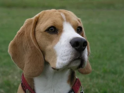 Krásný beagle ke krytí - šampion ČR