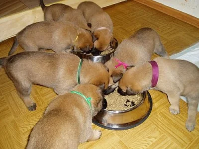 Belgický ovčák malinois - štěňátka s PP