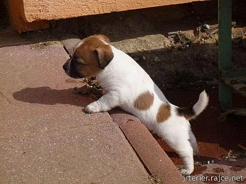 Jack Russell Teriér - štěňátka s PP ( JRT )