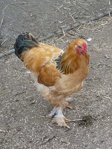 Brahma žlutá kolumbie - černě lemovaná