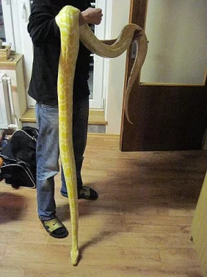 Python molurus bivittatus