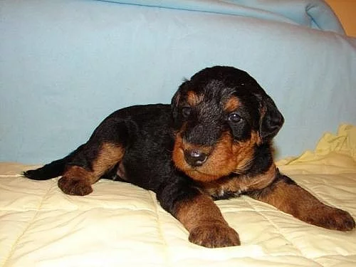 Erdelteriér šteniatka s PP - Airedale terrier