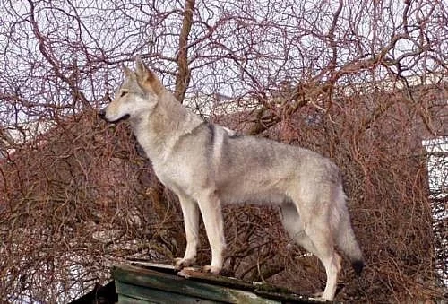 Štěňata Československých vlčáků