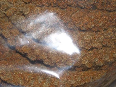 SENEGALSKÉ PROSO 