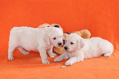 Zlatý retrívr - Golden retriever s PP