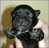 Staffordshire Bull Terrier s PP