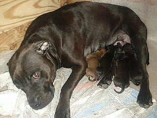 Zadám Amerického Pitbullteriéra
