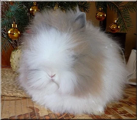 Zakrlý beránek Rex a Zakrslý Teddy králíček s VP