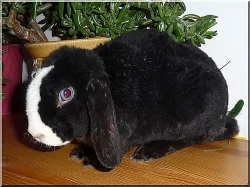 Zakrlý beránek Rex a Zakrslý Teddy králíček s VP