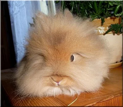 Zakrslí králíček Teddy s VP