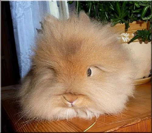 Zakrslí králíček Teddy s VP