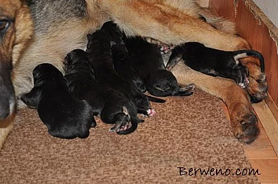 Německý ovčák štěňátka s PP