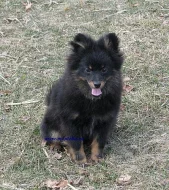 německý špic malý black and tan