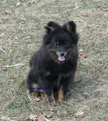 německý špic malý black and tan