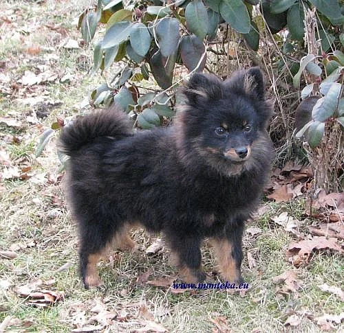 německý špic malý black and tan