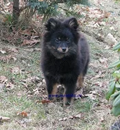 německý špic malý black and tan