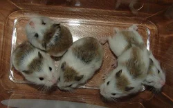 Křečík Roborovského s PP - bílá, strakatá, aguti