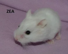 Křečík Roborovského s PP - bílá, strakatá, aguti