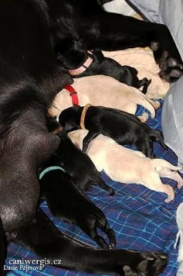 Štěňata labradorského retrívra s PP