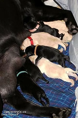 Štěňata labradorského retrívra s PP