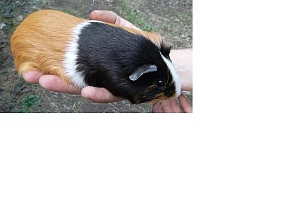 Prodám krásná 3 měsíční morčátka