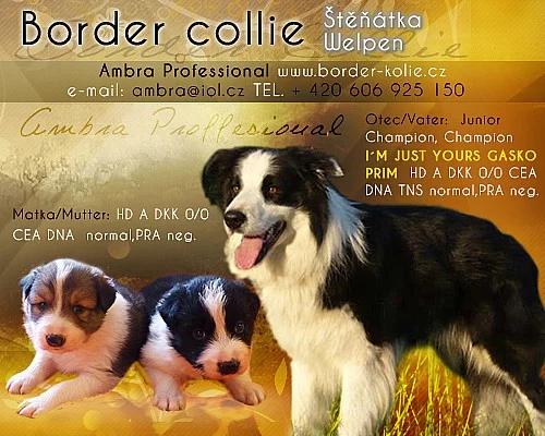 Border kolie štěňátka s PP