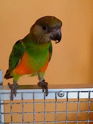 papoušek senegalský